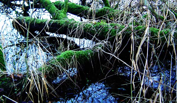 Brantry Lough, County Tyrone