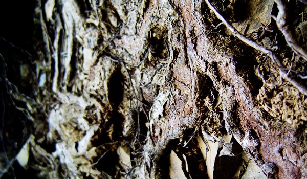 Exposed Roots of Fallen Tree I