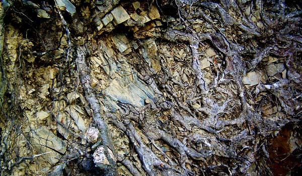 Exposed Roots of Fallen Tree III